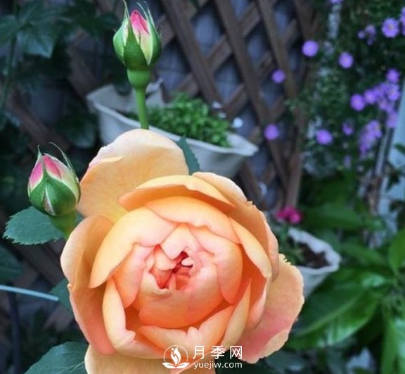 春季，送您3個(gè)養(yǎng)月季小竅門(mén)，讓月季枝粗葉壯(圖3)