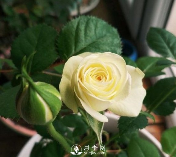 春季，送您3個(gè)養(yǎng)月季小竅門(mén)，讓月季枝粗葉壯(圖2)