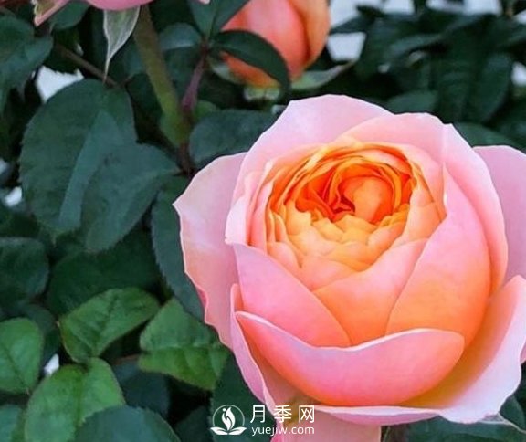 春季，送您3個(gè)養(yǎng)月季小竅門(mén)，讓月季枝粗葉壯(圖1)