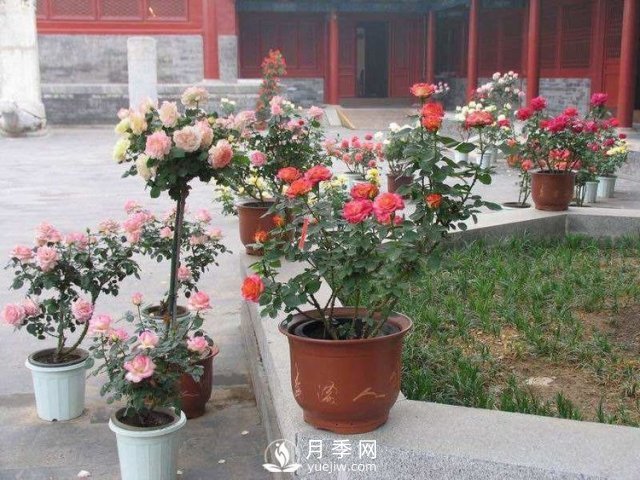 養(yǎng)護月季加點魚肥，讓月季猛爆花苞不停！(圖1)
