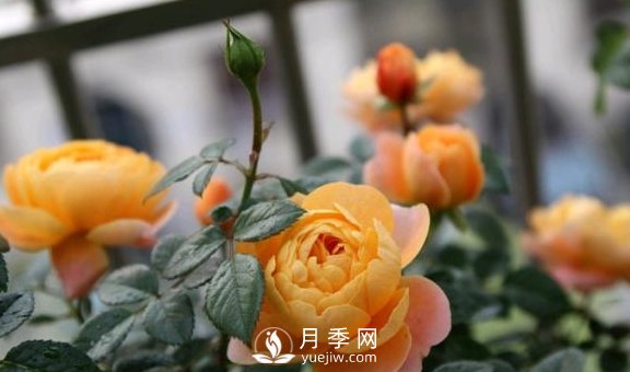養(yǎng)月季，注意施肥姿勢不對，月季不開花，力氣還白費(fèi)！(圖4)