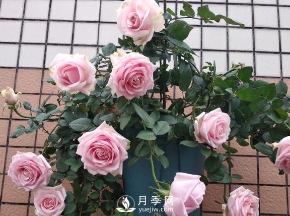 養(yǎng)月季，注意施肥姿勢不對，月季不開花，力氣還白費(fèi)！(圖1)