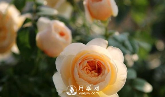 養(yǎng)月季，注意施肥姿勢不對，月季不開花，力氣還白費(fèi)！(圖2)