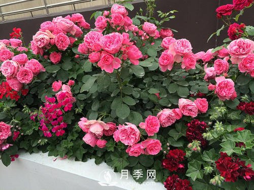 月季十死九個澇，月季澆水的詳細(xì)教程！(圖2)
