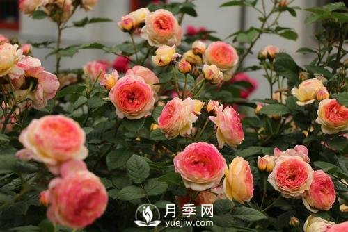 月季十死九個澇，月季澆水的詳細(xì)教程！(圖1)