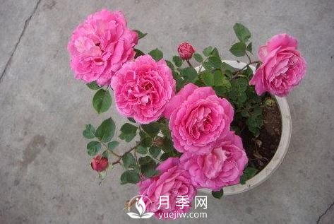 月季十死九個澇，月季澆水的詳細(xì)教程！(圖3)