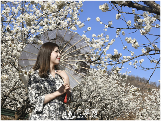 南陽驚蟄時(shí)節(jié)，花紅柳綠又一春(圖1)