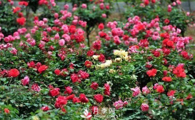 月季雖好“坑”太多，想養(yǎng)好就要避開6個“坑”(圖1)