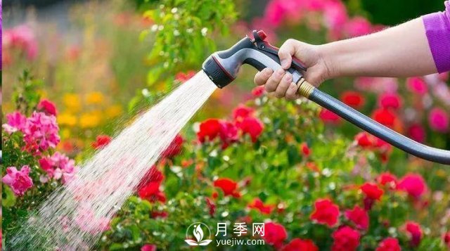 封閉陽臺養(yǎng)好月季花？室內(nèi)陽臺養(yǎng)月季的4大注意事項(xiàng)(圖2)