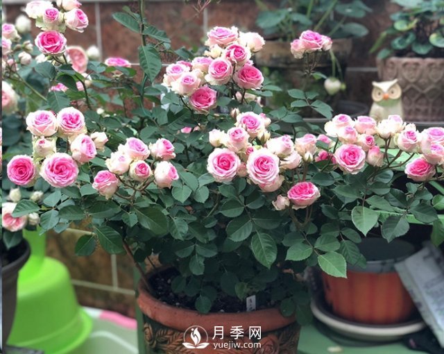 封閉陽臺養(yǎng)好月季花？室內(nèi)陽臺養(yǎng)月季的4大注意事項(xiàng)(圖3)