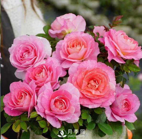 封閉陽臺養(yǎng)好月季花？室內(nèi)陽臺養(yǎng)月季的4大注意事項(xiàng)(圖1)