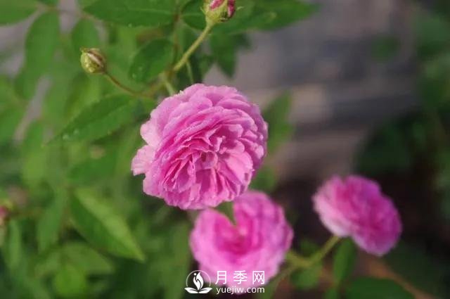 適合陽臺(tái)的瑪姬嬸嬸月季，小巧花美有香味，開花到爆盆！(圖3)