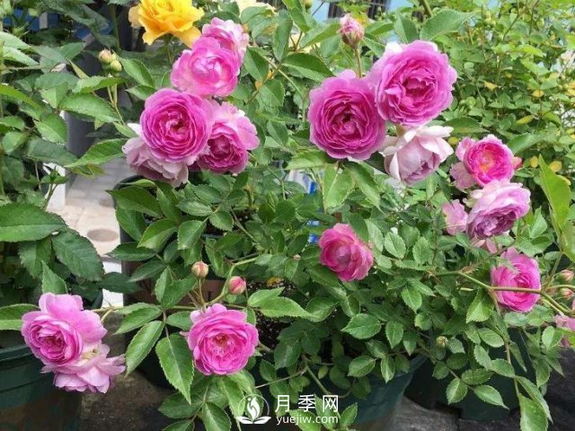 適合陽臺(tái)的瑪姬嬸嬸月季，小巧花美有香味，開花到爆盆！(圖2)