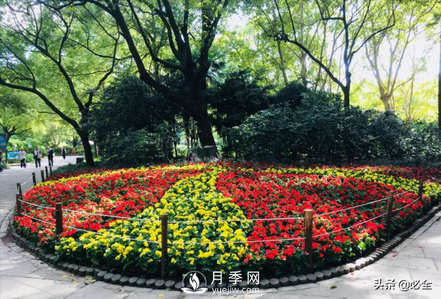植物設計中花卉灌木植物色塊的應用處理(圖4)