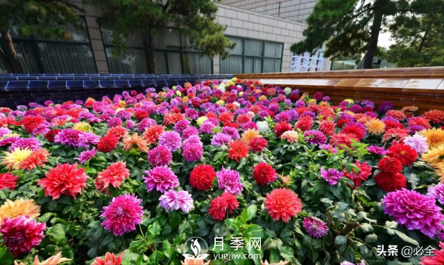 植物設計中花卉灌木植物色塊的應用處理(圖3)