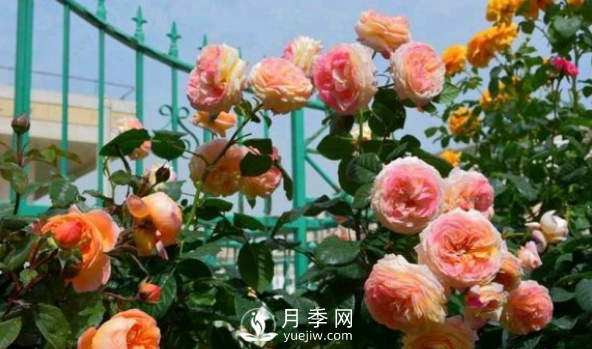 如何讓月季小苗冠幅一年達到1米？做好1狠3足(圖2)