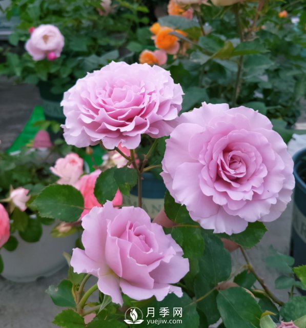 如何讓月季小苗冠幅一年達到1米？做好1狠3足(圖4)