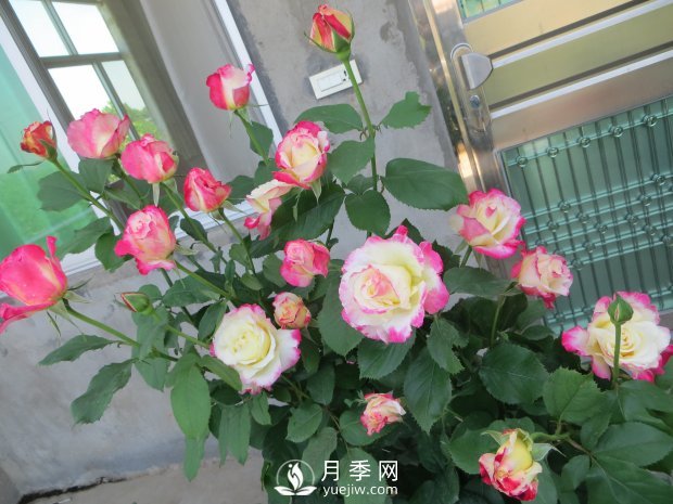 紅雙喜月季，盆栽花卉新寵，香飄滿室，四季有花看(圖2)