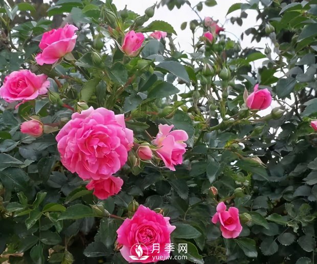 安徽阜陽網(wǎng)紅打卡地誕生：阜南恒居月季花海等您來！(圖2)