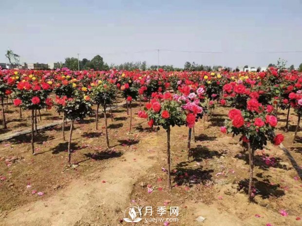 安徽阜陽網(wǎng)紅打卡地誕生：阜南恒居月季花海等您來！(圖1)