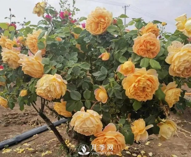 安徽阜陽網(wǎng)紅打卡地誕生：阜南恒居月季花海等您來！(圖3)