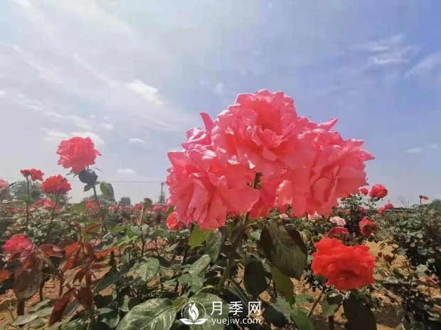 安徽阜陽網(wǎng)紅打卡地誕生：阜南恒居月季花海等您來！(圖4)