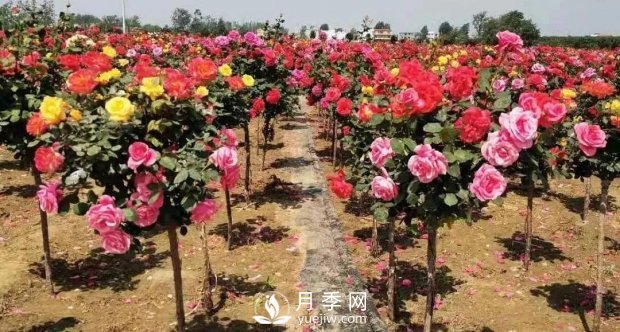 安徽阜陽網(wǎng)紅打卡地誕生：阜南恒居月季花海等您來！(圖5)
