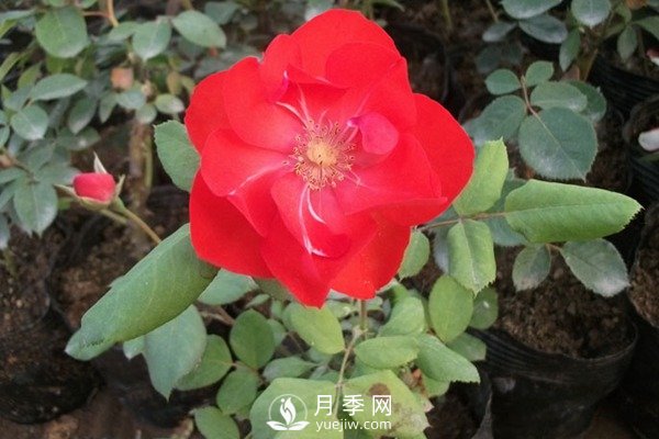 莫海姆豐花月季的種植方法你知道了嗎？(圖1)