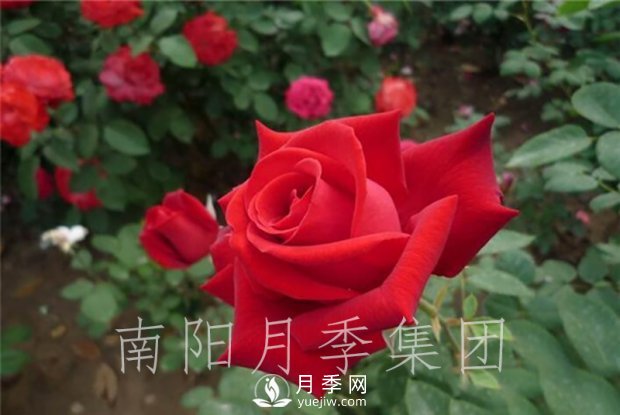 月季肥傷怎么辦？大花月季兩大癥狀描述(圖1)