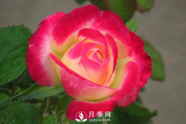 超級香的紅雙喜月季資料，花友必須知道(圖1)