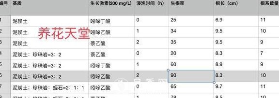 1種酸泡2小時，月季扦插生根快，白根長10厘米，生根13條(圖5)