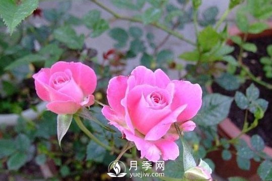 1種酸泡2小時，月季扦插生根快，白根長10厘米，生根13條(圖1)