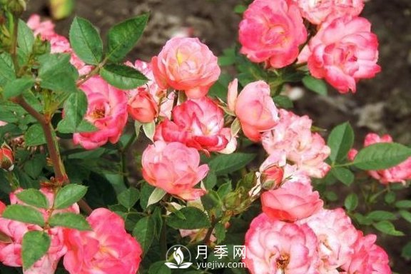 1種酸泡2小時，月季扦插生根快，白根長10厘米，生根13條(圖3)