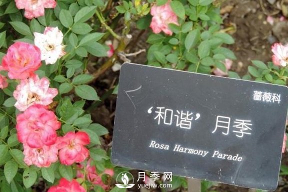 1種酸泡2小時，月季扦插生根快，白根長10厘米，生根13條(圖2)
