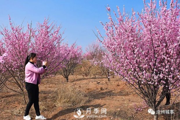 汝州新晉打卡地花開成海，你來過了嗎？(圖2)