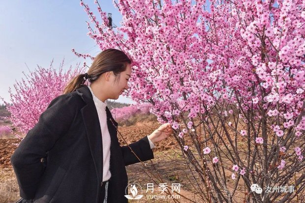 汝州新晉打卡地花開成海，你來過了嗎？(圖1)