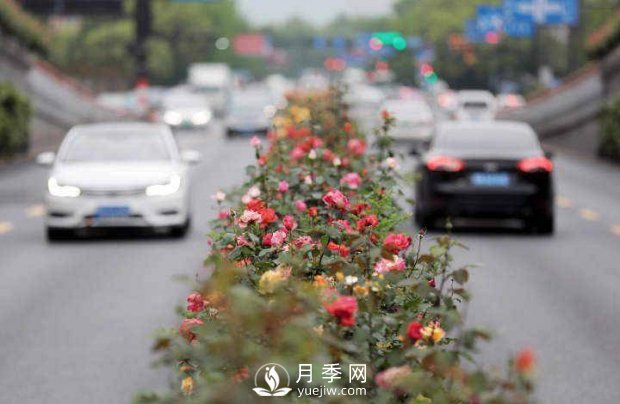 連日陰雨，杭州高架花廊的月季能如期盛開嗎？4月中旬盛開(圖3)