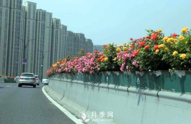 連日陰雨，杭州高架花廊的月季能如期盛開嗎？4月中旬盛開(圖4)