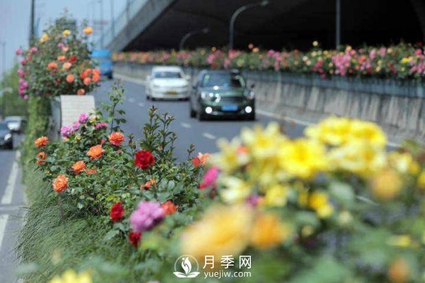 連日陰雨，杭州高架花廊的月季能如期盛開嗎？4月中旬盛開(圖2)