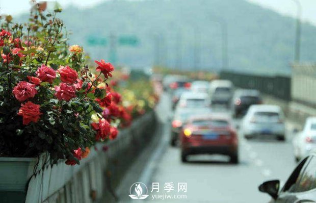 連日陰雨，杭州高架花廊的月季能如期盛開嗎？4月中旬盛開(圖1)