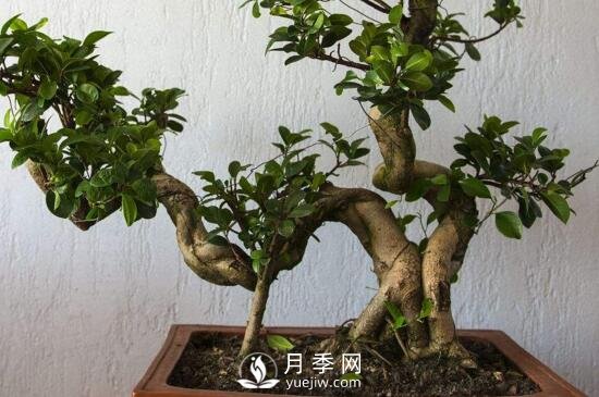 怎樣培養(yǎng)榕樹(shù)盆景的氣根和板根？(圖1)