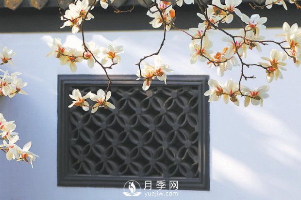 紫玉蘭名為辛夷，其實(shí)是份“心意”！了解玉蘭文化(圖1)