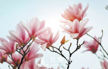 紫玉蘭名為辛夷，其實(shí)是份“心意”！了解玉蘭文化(圖2)
