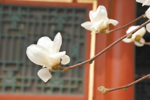 紫玉蘭名為辛夷，其實(shí)是份“心意”！了解玉蘭文化(圖4)