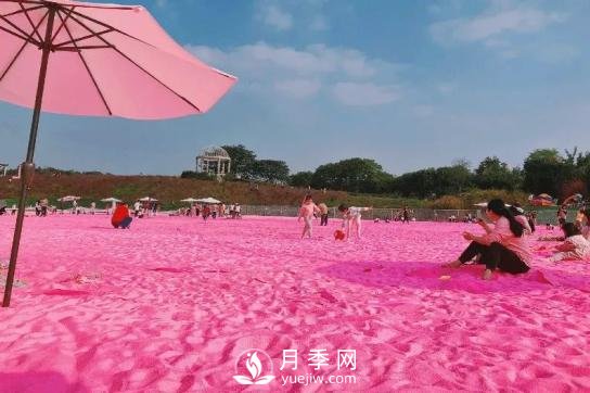 四川南充月季花海迎來(lái)1000㎡粉色沙灘，4月3日浪漫迎客(圖3)