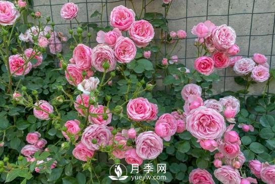 四川南充月季花海迎來(lái)1000㎡粉色沙灘，4月3日浪漫迎客(圖4)