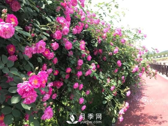 四川南充月季花海迎來(lái)1000㎡粉色沙灘，4月3日浪漫迎客(圖6)