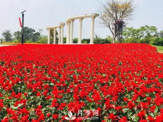 四川南充月季花海迎來(lái)1000㎡粉色沙灘，4月3日浪漫迎客(圖7)