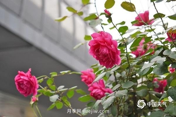 重慶街頭月季盛開(kāi)，扮靚山城四月景觀(圖4)