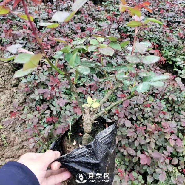大花盆栽月季批發(fā)，粉扇.緋扇.口紅.金鳳凰(圖3)